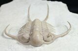 Paraceraurus Trilobite From Russia #10252-5